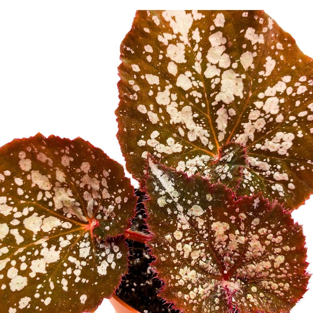 Begonia Island Magic Rhizomatous, 4 inch, Rhizo Brown Super Splashy White Dots