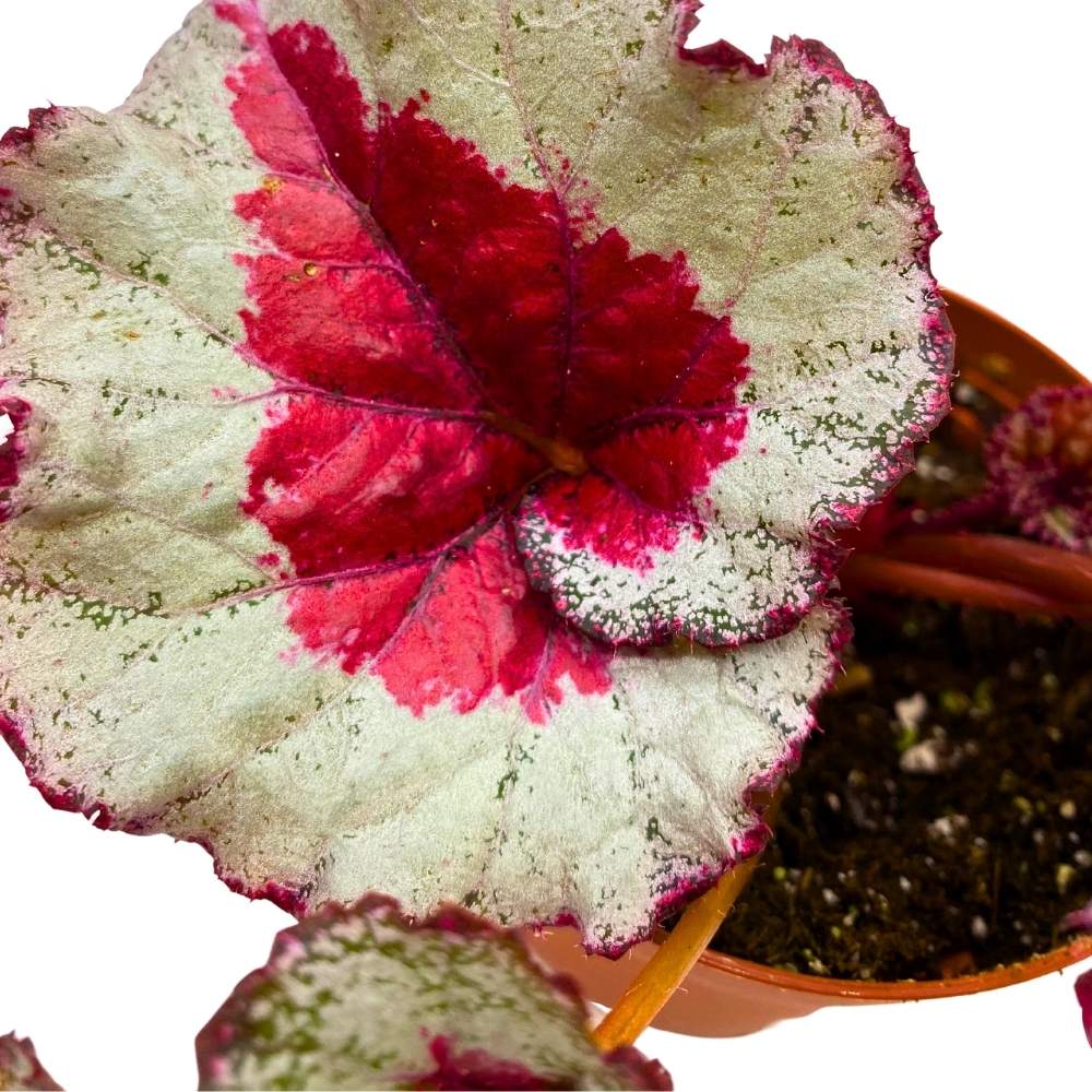 Harmony's Baby Dragon Heart 4 inch Begonia Rex Pink Heart Shape