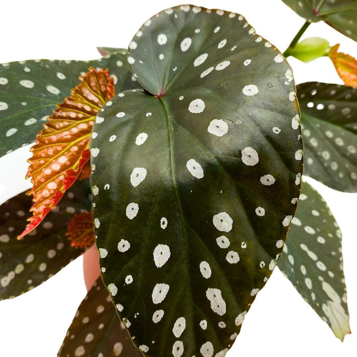 Harmony's Titan Angel Wing Cane Begonia 6 inch Premium Hybrid