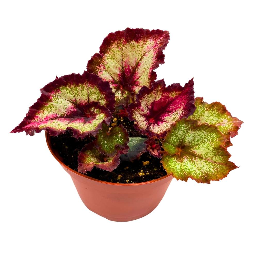 Harmony's Later Gator Begonia Rex 6 inch Purple Band Long Tail
