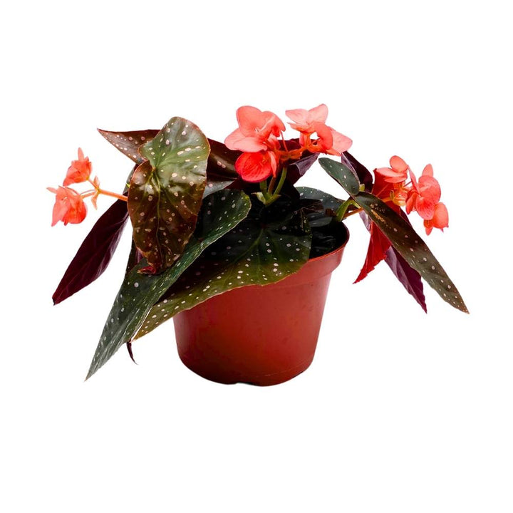 Harmony's Fireball Angel Wing Hybrid Cane Begonia, 6 inch, Compact Leaves Orange Flowers