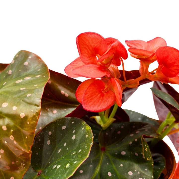 Harmony's Fireball Angel Wing Hybrid Cane Begonia, 6 inch, Compact Leaves Orange Flowers