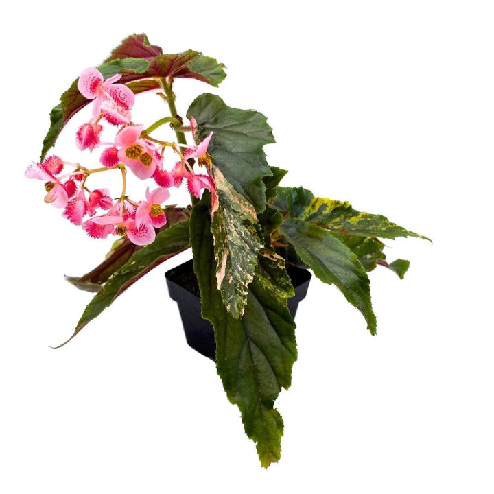 Begonia Ginny Galaxy Extremely Rare Variegated Shrub Begonia