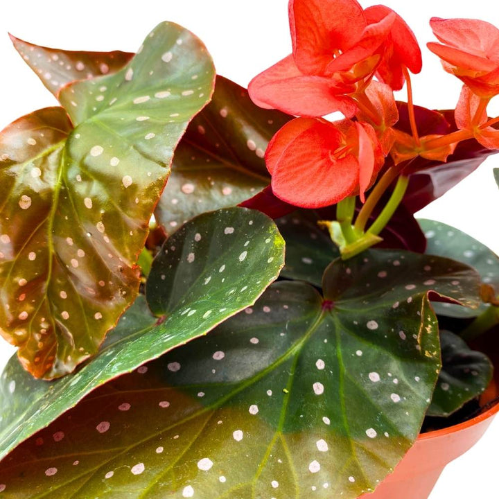 Harmony's Fireball Angel Wing Hybrid Cane Begonia, 6 inch, Compact Leaves Orange Flowers