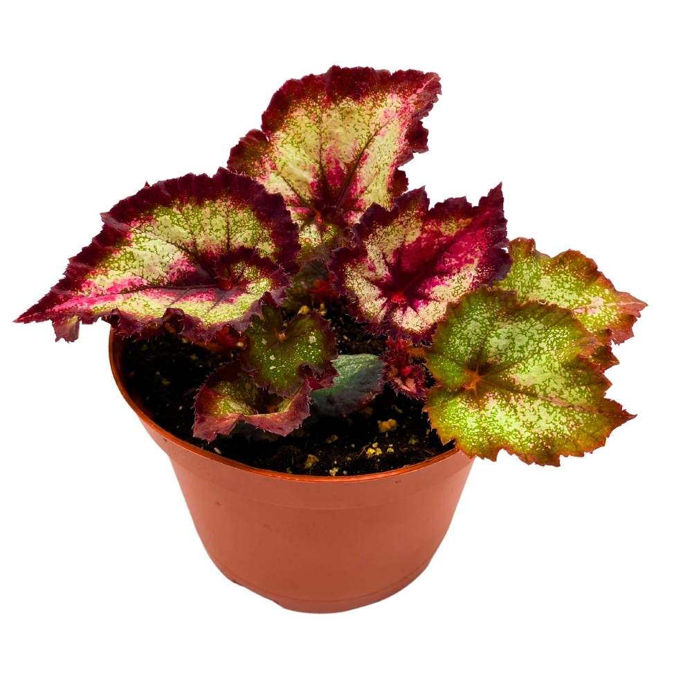 Harmony's Later Gator Begonia Rex 6 inch Purple Band Long Tail
