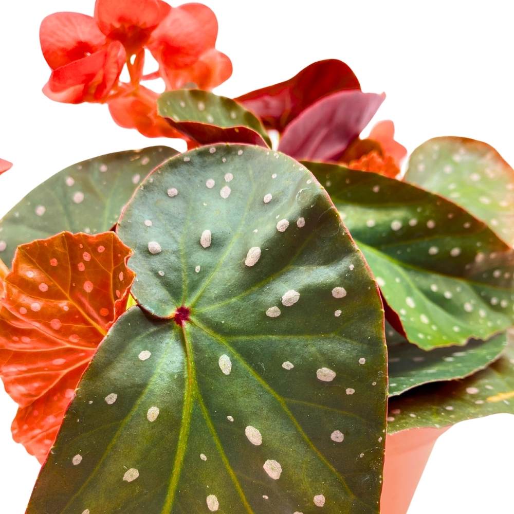 Harmony's Fireball Angel Wing Hybrid Cane Begonia, 6 inch, Compact Leaves Orange Flowers