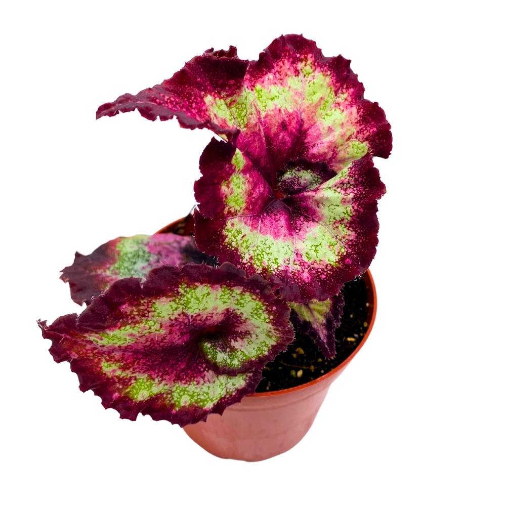 Harmony's Heartbreaker Begonia Rex 4 inch Curled Pink Spiral