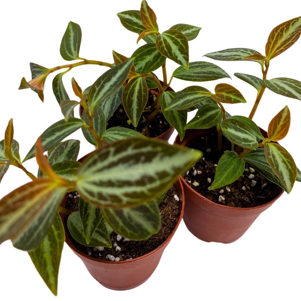 Peperomia Trinervis, 2 inch Set of 3, Variegated Bicolor Red Leaf Pep Silver Ecuador