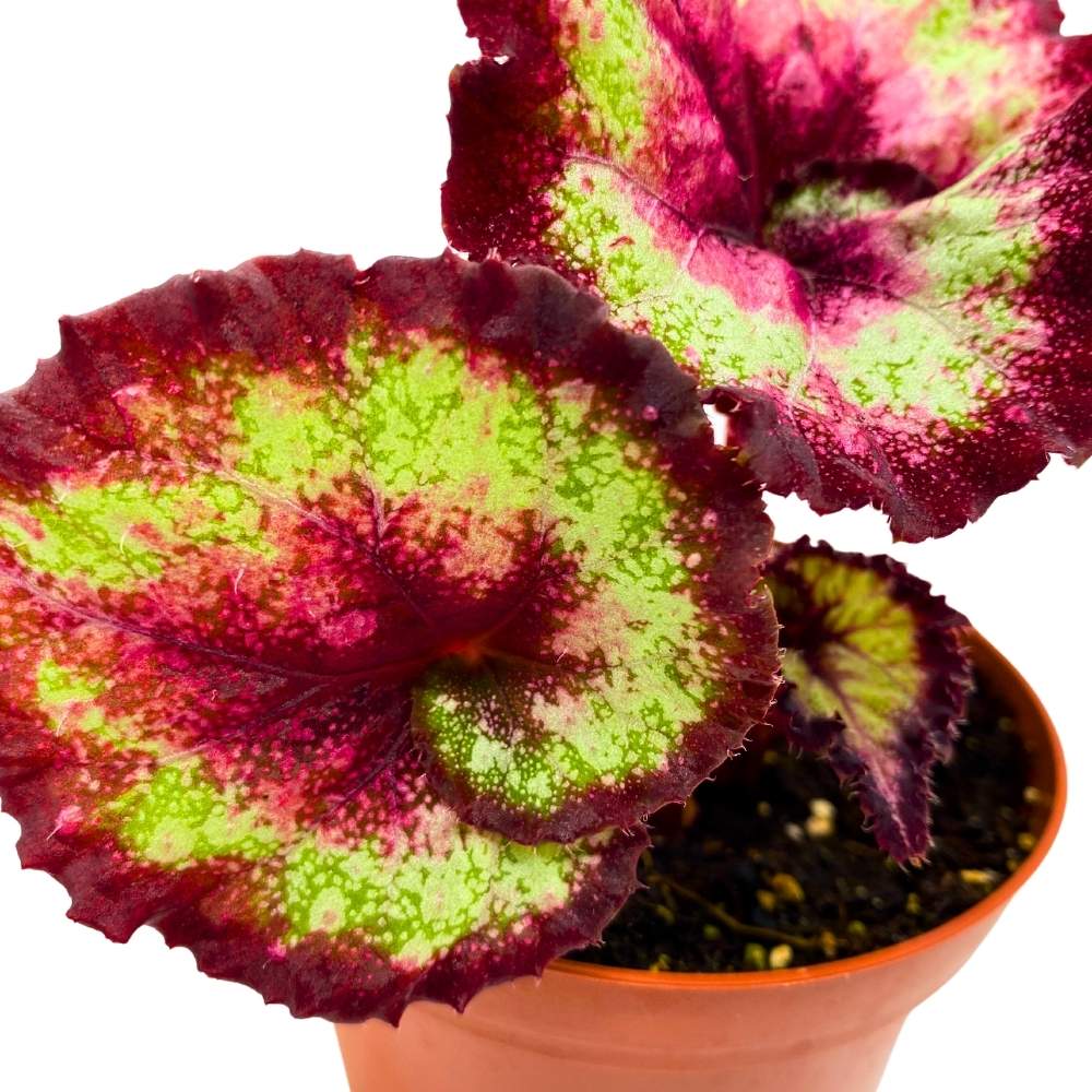 Harmony's Heartbreaker Begonia Rex 4 inch Curled Pink Spiral