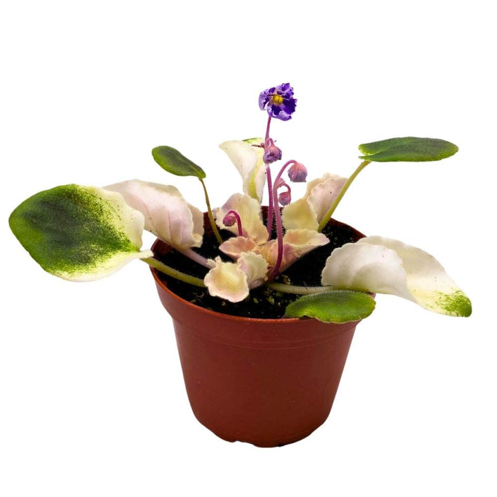 Harmony's Purple Passion Variegated African Violet, 4 inch, Purple Flower Saintpaulia Hybrid Gesneriads