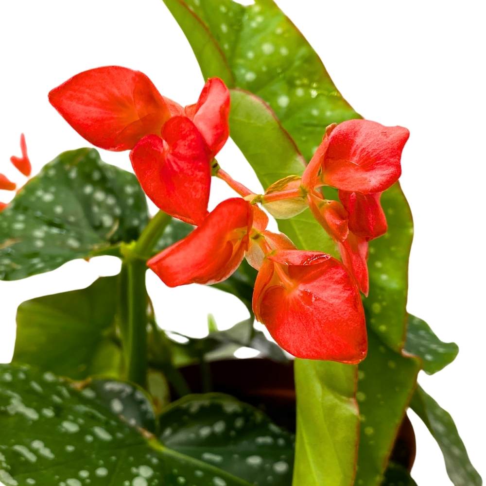 Harmony's Tinker Bell Angel Wing Hybrid Cane Begonia, 6 inch, Green with White Dots Pink Flower