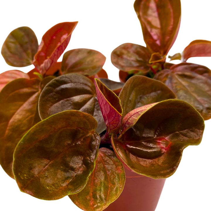 Harmony's Great Pumpkin Peperomia 2 inch Set of 3 Orange Hybrid Pep with Green Vareigated Stripes