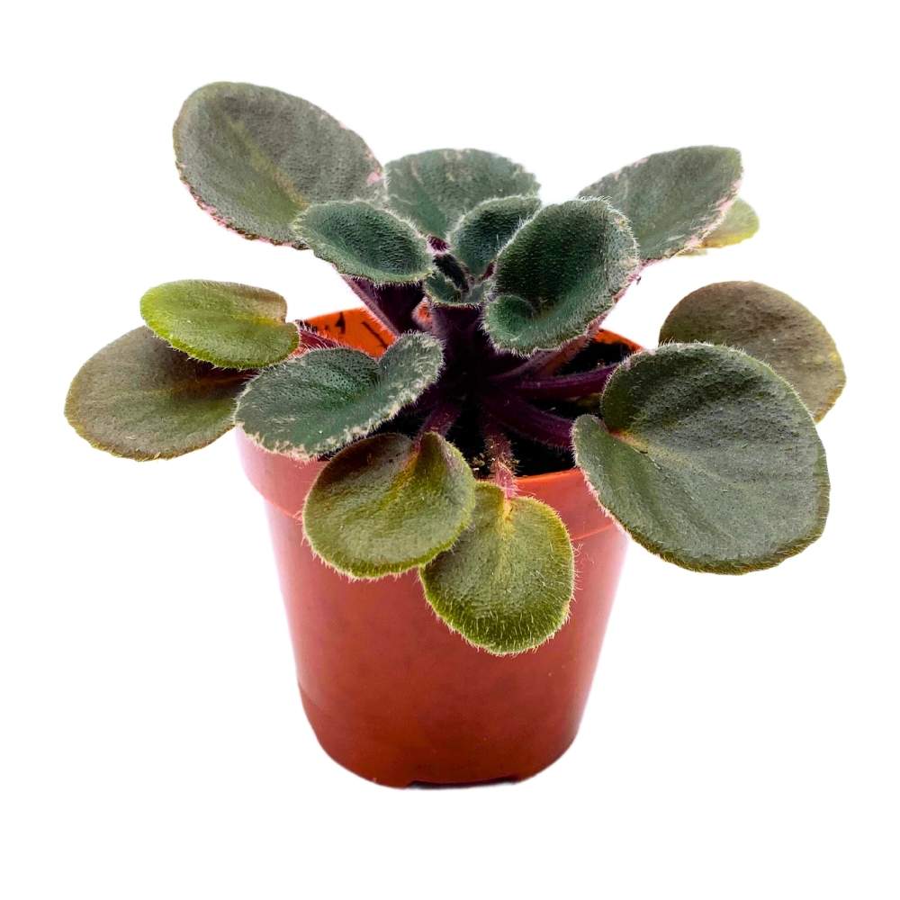 Precious Lavender Variegated Mini African Violet, 2 inch Miniature Gesneriad Tiny Pixie Plant