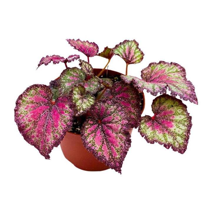 Harmony's Stained Glass 6 inch Begonia Rex Multicolored Splash