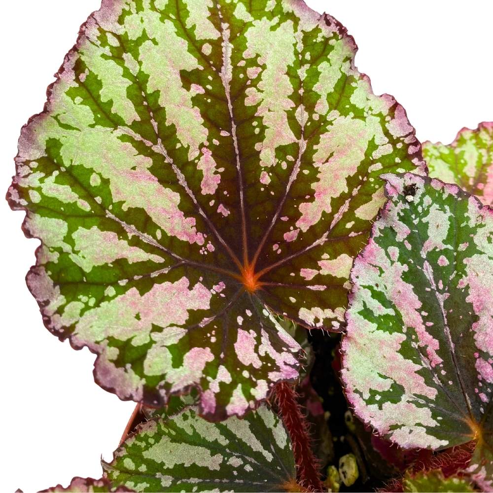 Lacey Closson Begonia Rex 6 inch Pink Green and White