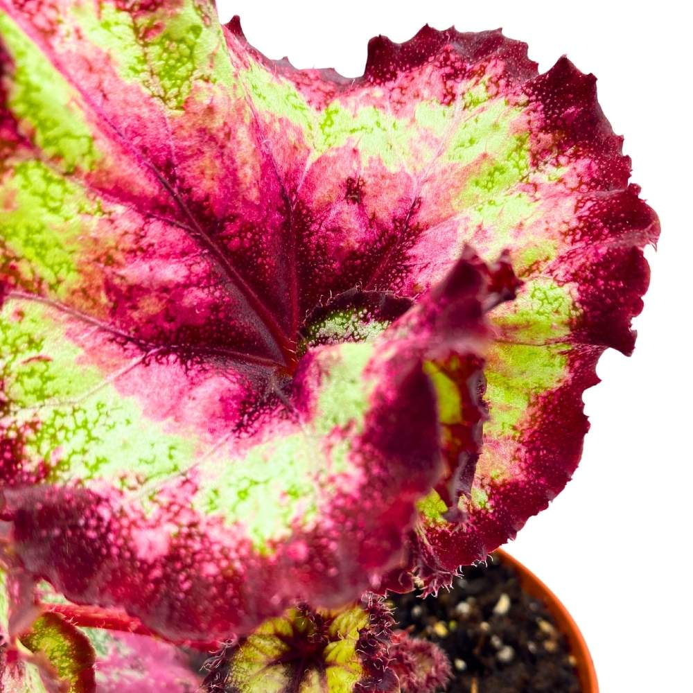 Harmony's Heartbreaker Begonia Rex 4 inch Curled Pink Spiral