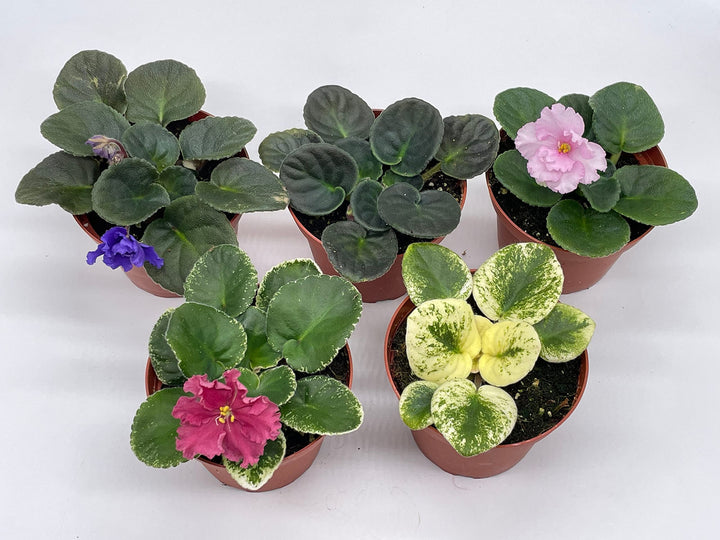 Harmony's African Violet Assortment Set, 4 inch pots 5 Different African Violets Gesneriad Plants, Saintpaulia Variety Assorted, Unique Homegrown Exclusive