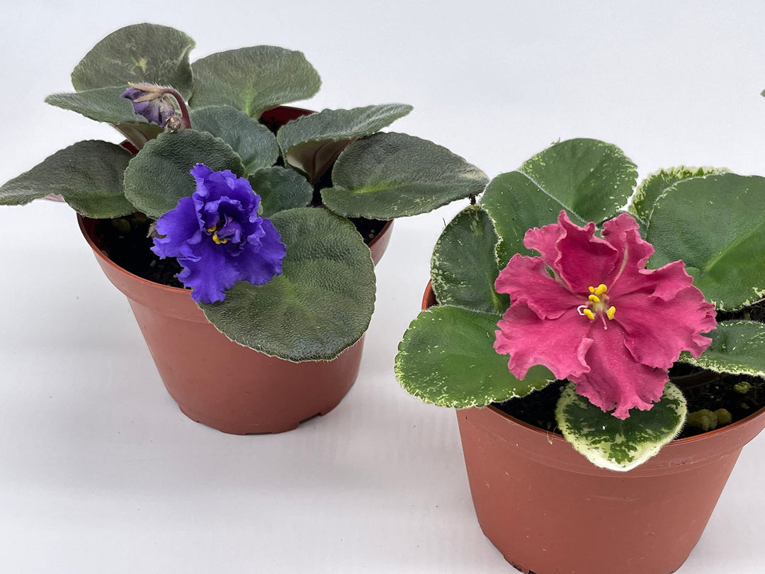 Harmony's African Violet Assortment Set, 4 inch pots 3 Different African Violets Gesneriad Plants, Saintpaulia Variety Assorted, Unique Homegrown Exclusive