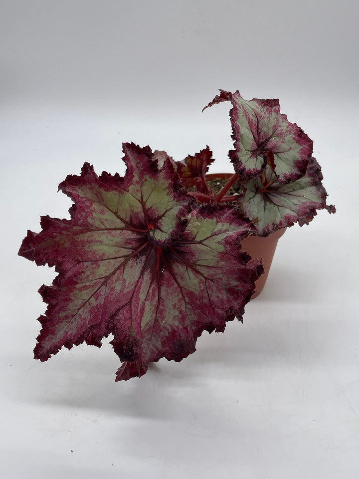 Harmony's Witchy Woman, Begonia Rex, 4 inch, Spirals and Tails Painted-Leaf Begonia,