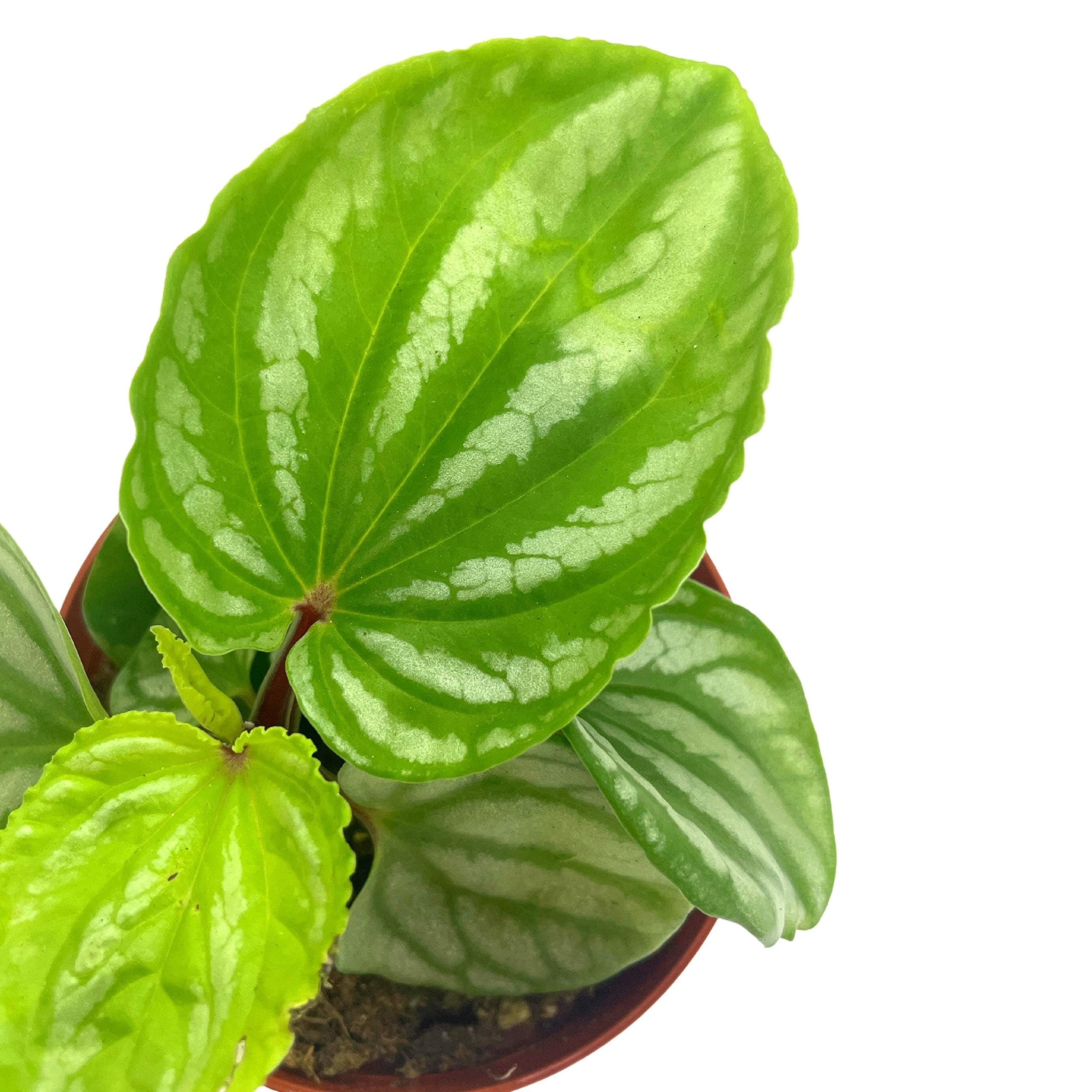 Harmony Foliage Peperomia Ecuador - Thumbnail 2