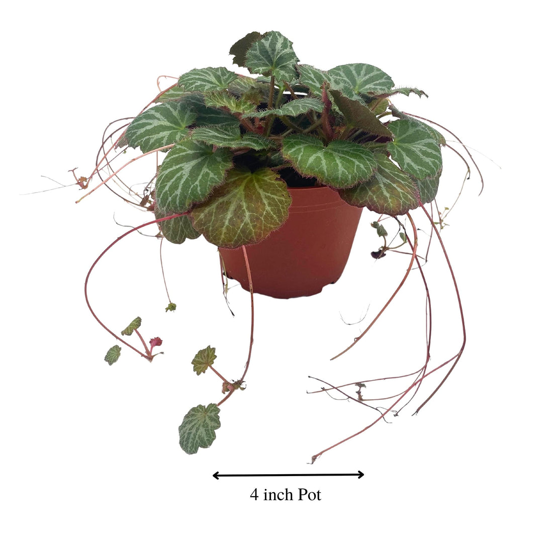 strawberry house plant Strawberry Begonia, 4 inch, Saxifraga stolonifera, Legacy Heritage Hou – Harmony Foliage