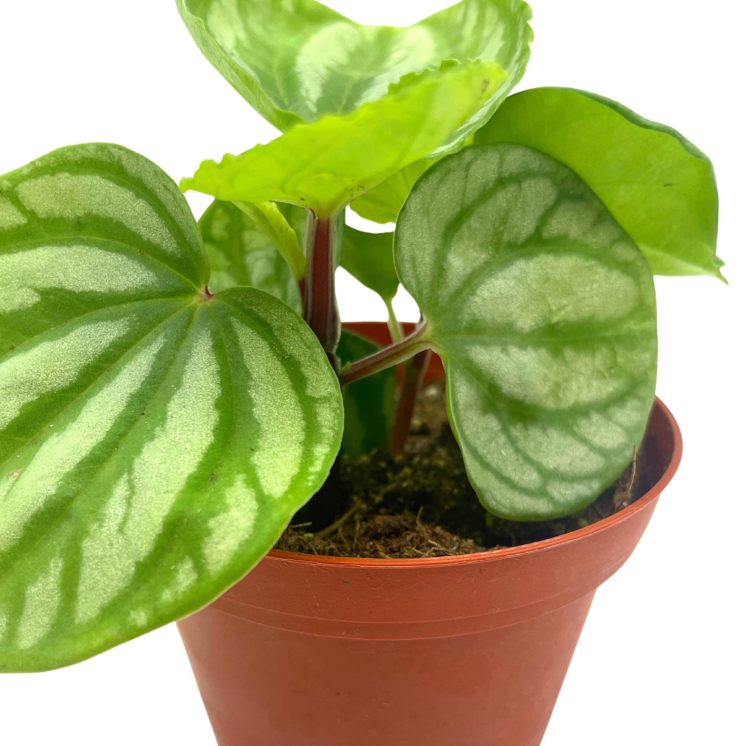 Harmony Foliage Peperomia Ecuador - Thumbnail 5