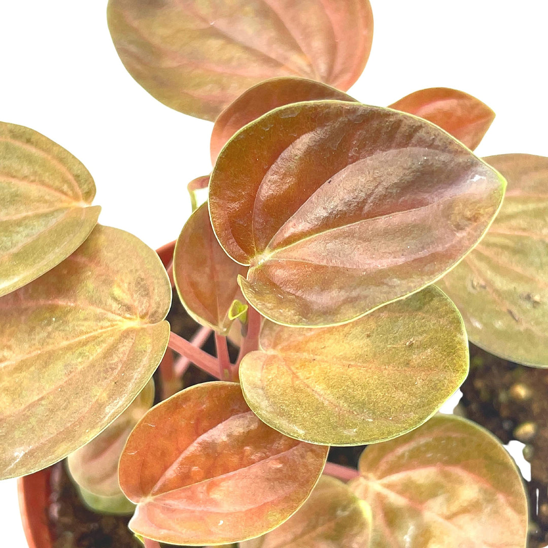 Harmony's Great Pumpkin, 4 inch Rare Orange Peperomia