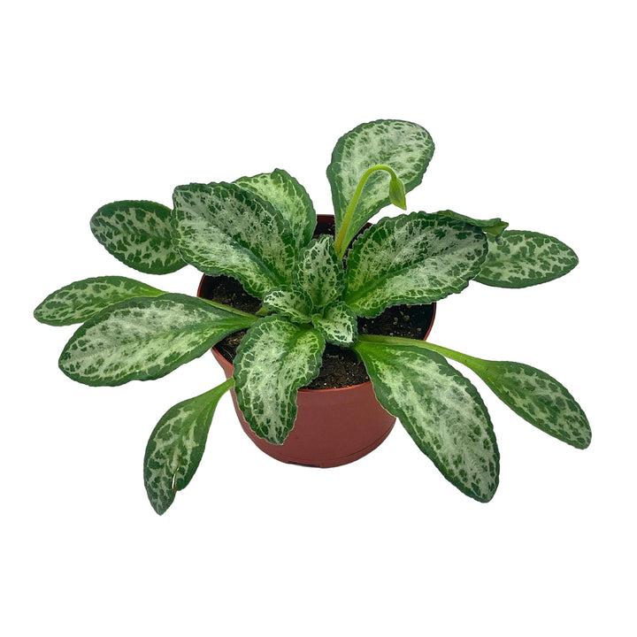 Betty Gesneriad Primulina Dryas, 6 inch African Violet Chirita Plant