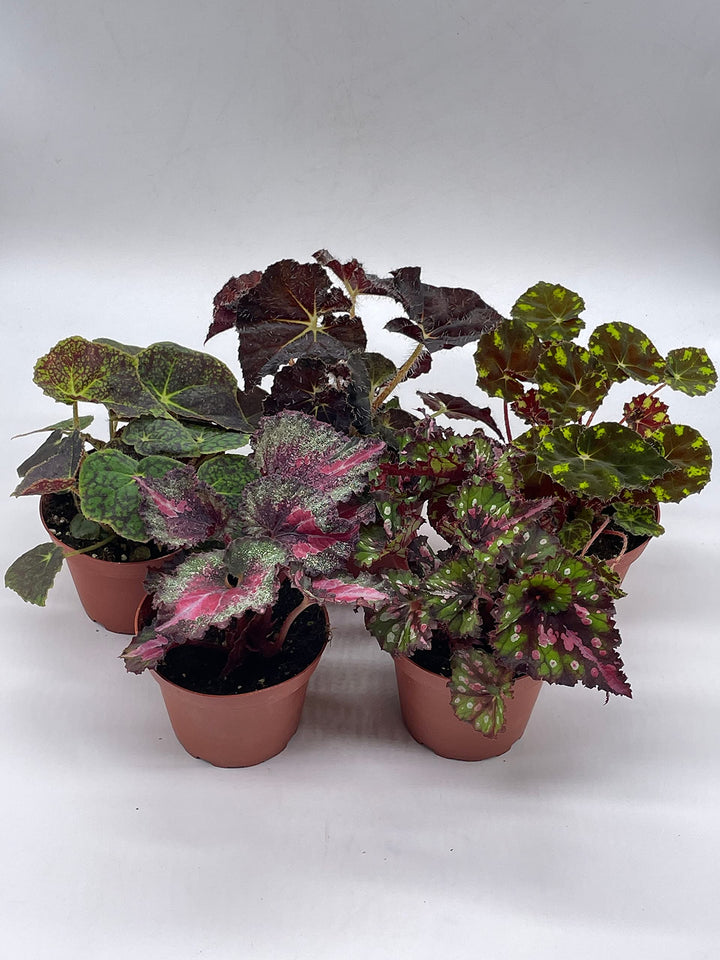 Harmony's Begonia Rex Assortment, Warm Colorful Summer, 4 inch, Set of 5, Painted-Leaf Begonia, Variegated
