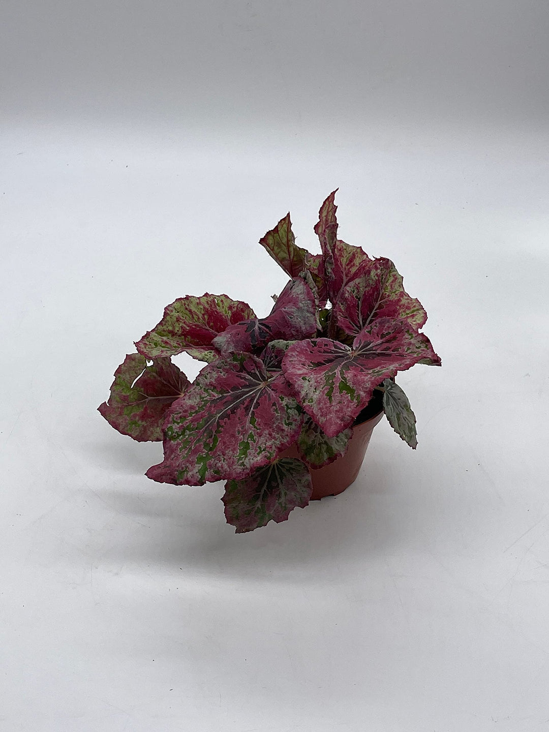 Venetian Red, Begonia Rex, 4 inch, Painted-Leaf Begonia, Unique Homegrown Exclusive