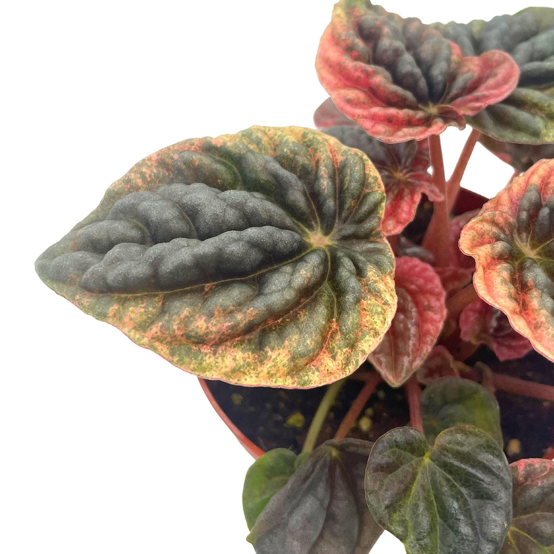 Peperomia Abricos, 4 inch, Rare Pep Caperata, Exotic House Plant