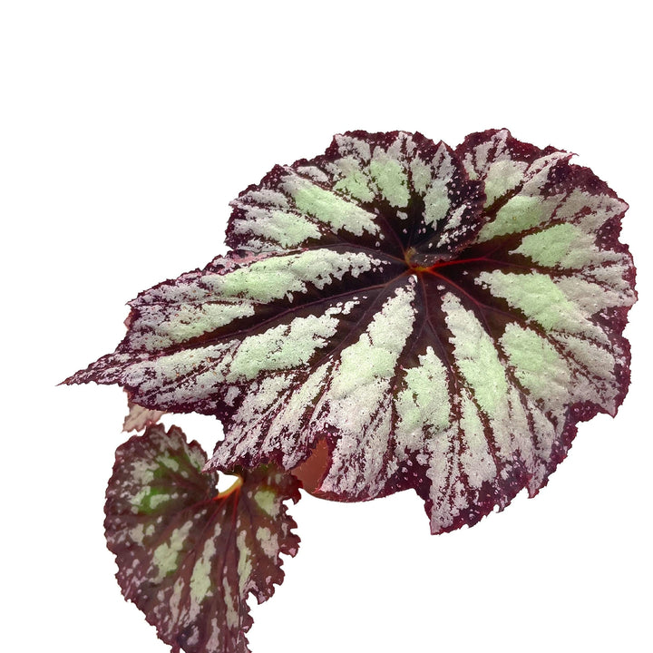 Harmony's Starburst Begonia Rex, 4 inch, Very Rare Homegrown Exclusive Unique Variegated Begonia