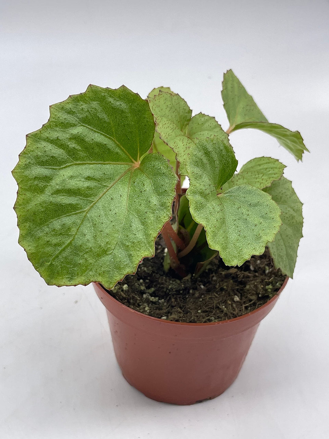 Begonia miri, 4 inch, Red Hairs, Painted-Leaf Begonia, Unique Homegrown Exclusive
