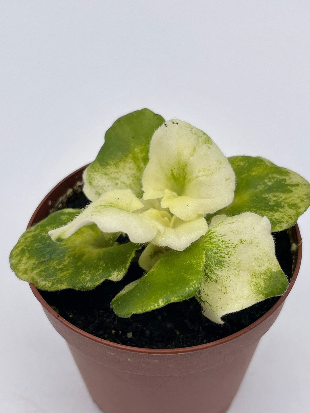 Variegated African Violet, 2 inch Pot, Biscayne Trail, Unique Gesneriad Homegrown Exclusive Plants