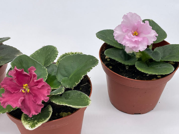 Harmony's African Violet Assortment Set, 4 inch pots 3 Different African Violets Gesneriad Plants, Saintpaulia Variety Assorted, Unique Homegrown Exclusive