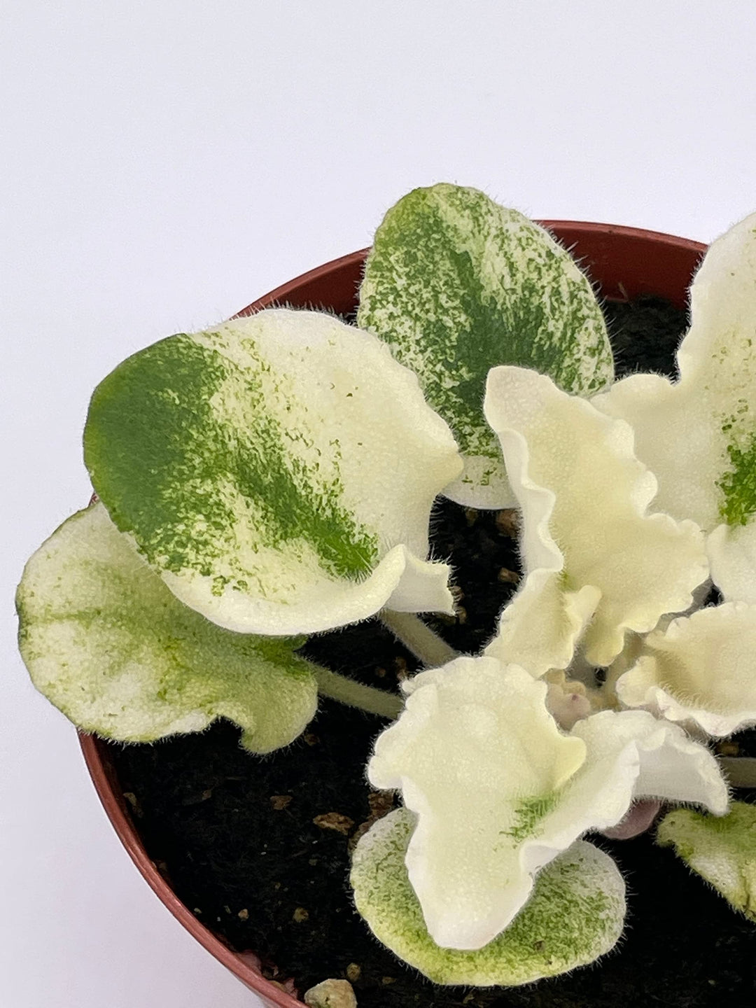 Harmony's Purple Passion Variegated African Violet Gesneriad, 4 inch Pot, White Leaves, Saintpaulia