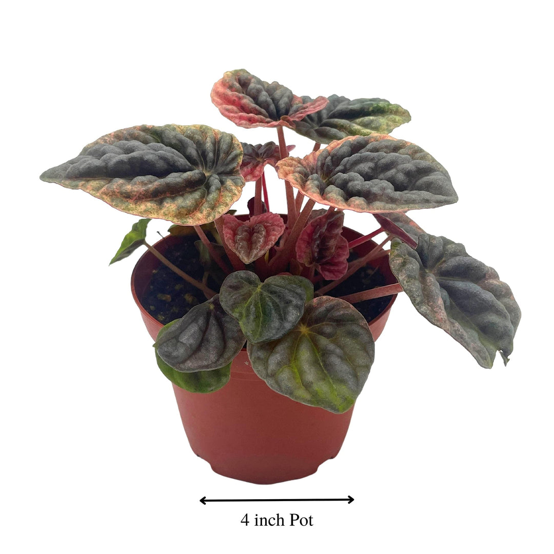 Peperomia Abricos, 4 inch, Rare Pep Caperata, Exotic House Plant