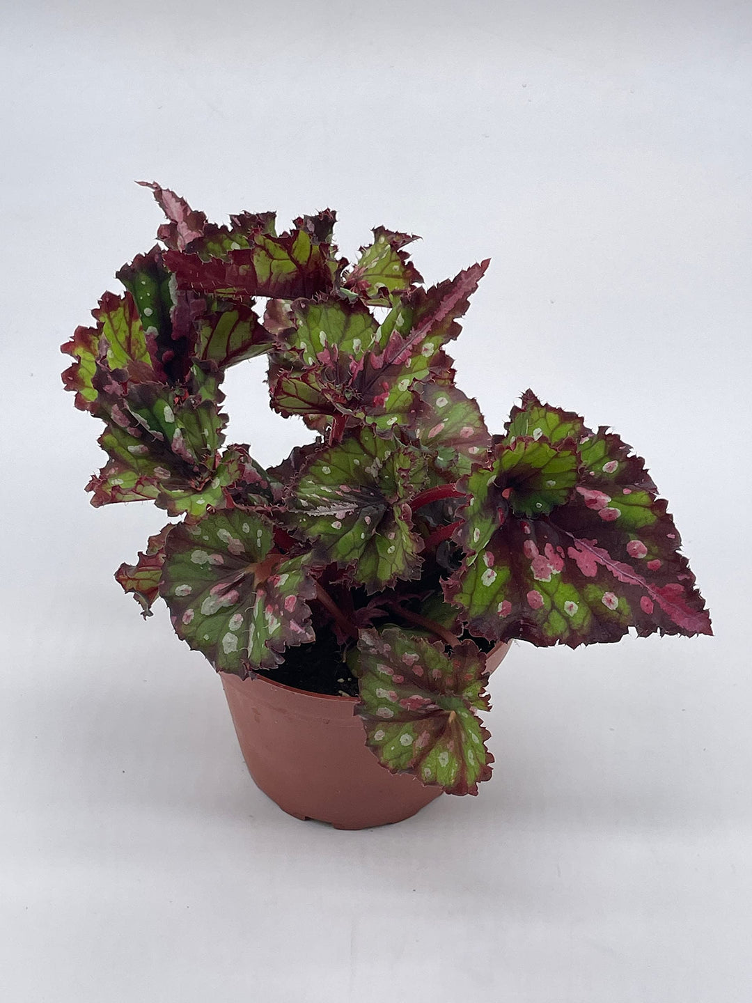 Harmony's Tongue Twister Holographic Begonia Rex, 4 inch Painted-Leaf Begonia, Variegated