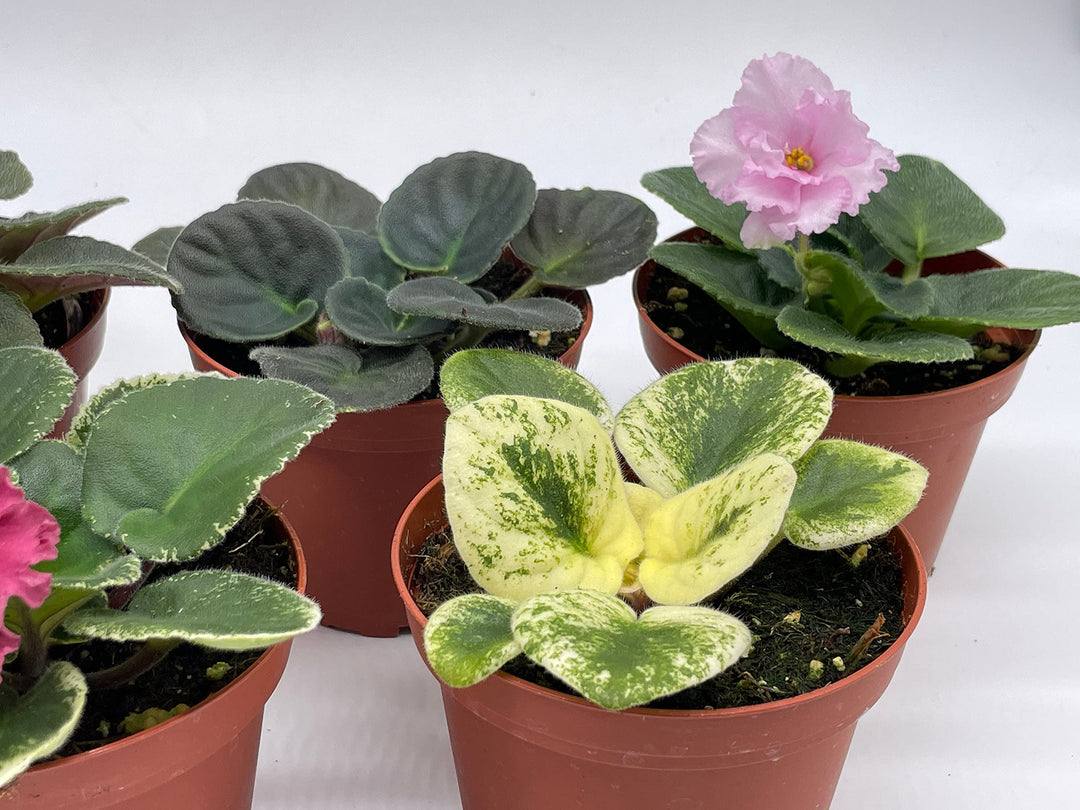 Harmony's African Violet Assortment Set, 4 inch pots 5 Different African Violets Gesneriad Plants, Saintpaulia Variety Assorted, Unique Homegrown Exclusive