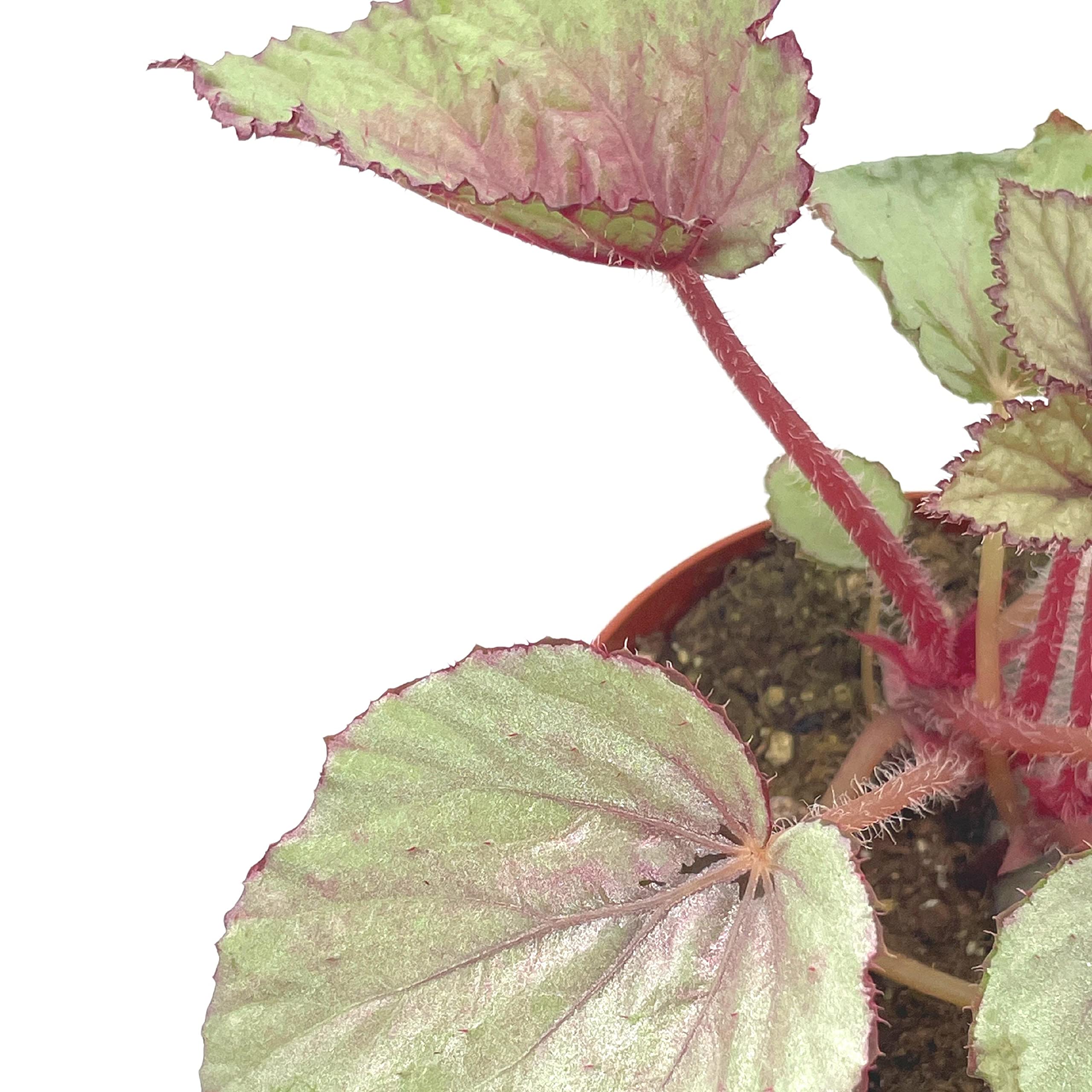Harmony's Pink Satin Begonia Rex, 4 inch Painted-Leaf Winter Cold