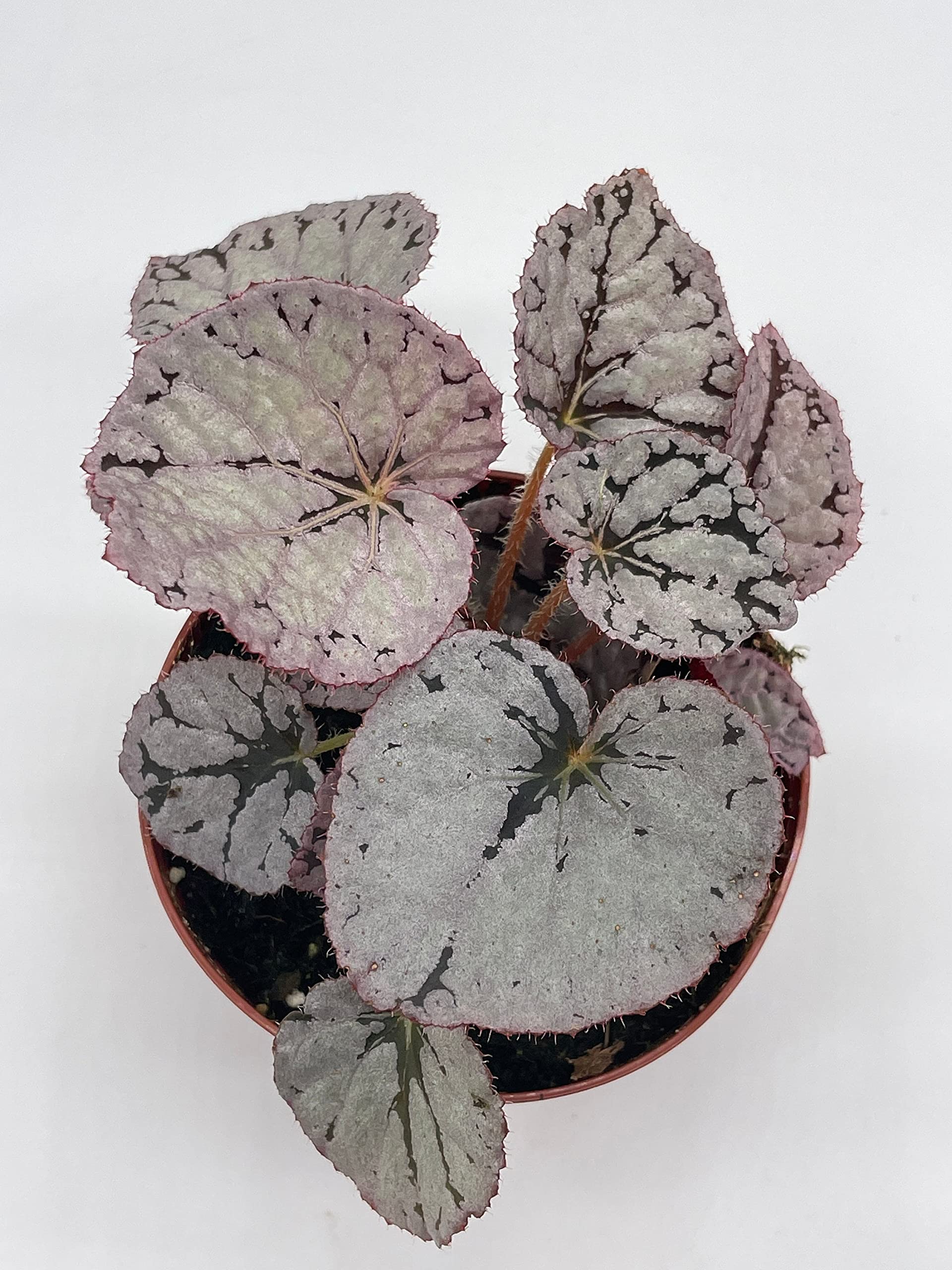 Silver Dollar Begonia Rex, 4 inch Painted-Leaf Begonia, Variegated