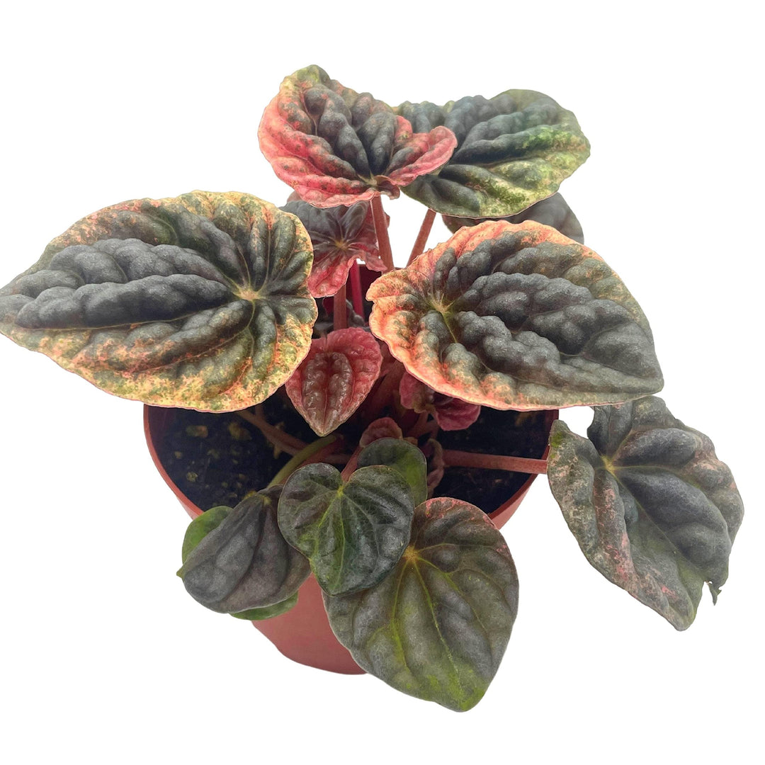 Peperomia Abricos, 4 inch, Rare Pep Caperata, Exotic House Plant