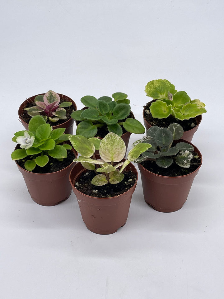 Harmony's African Violet Assortment Set, 2 inch pots, 6 Different African Violets Gesneriad Plants, Tiny Mini Pixie Plant Variety Assorted