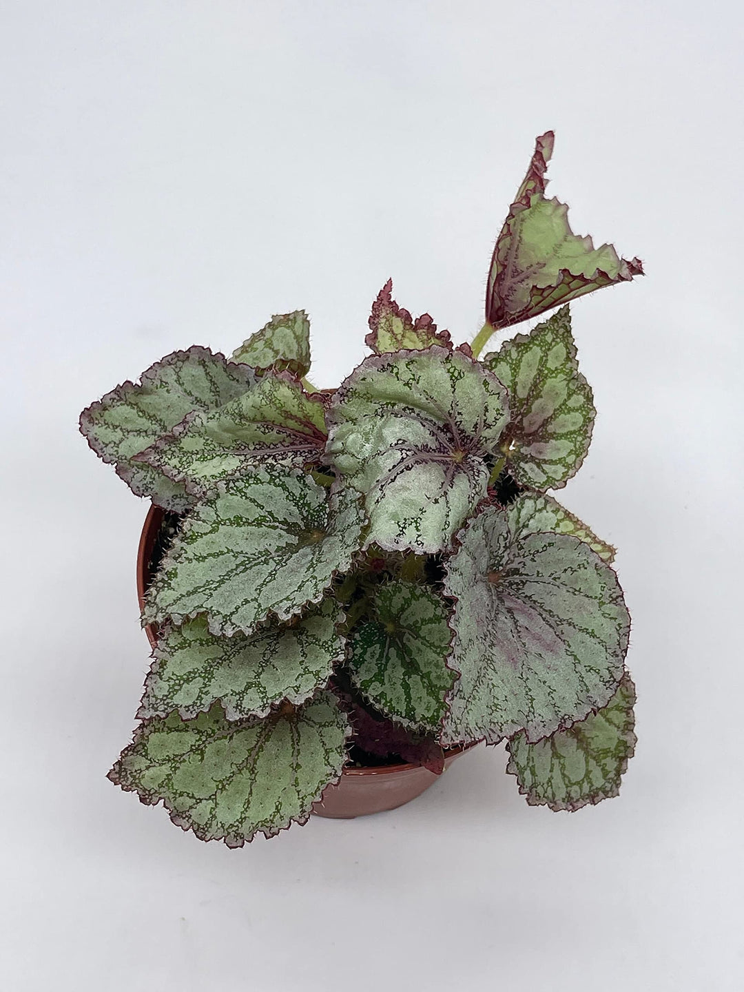 Peace Begonia Rex, 4 inch Painted-Leaf Winter Cold Begonia, Variegated