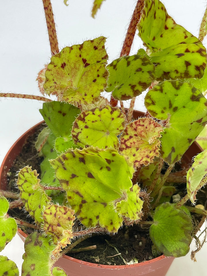 Harmony's Ray Glow, Green Begonia Rex, 4 inch Painted-Leaf Begonia, Variegated