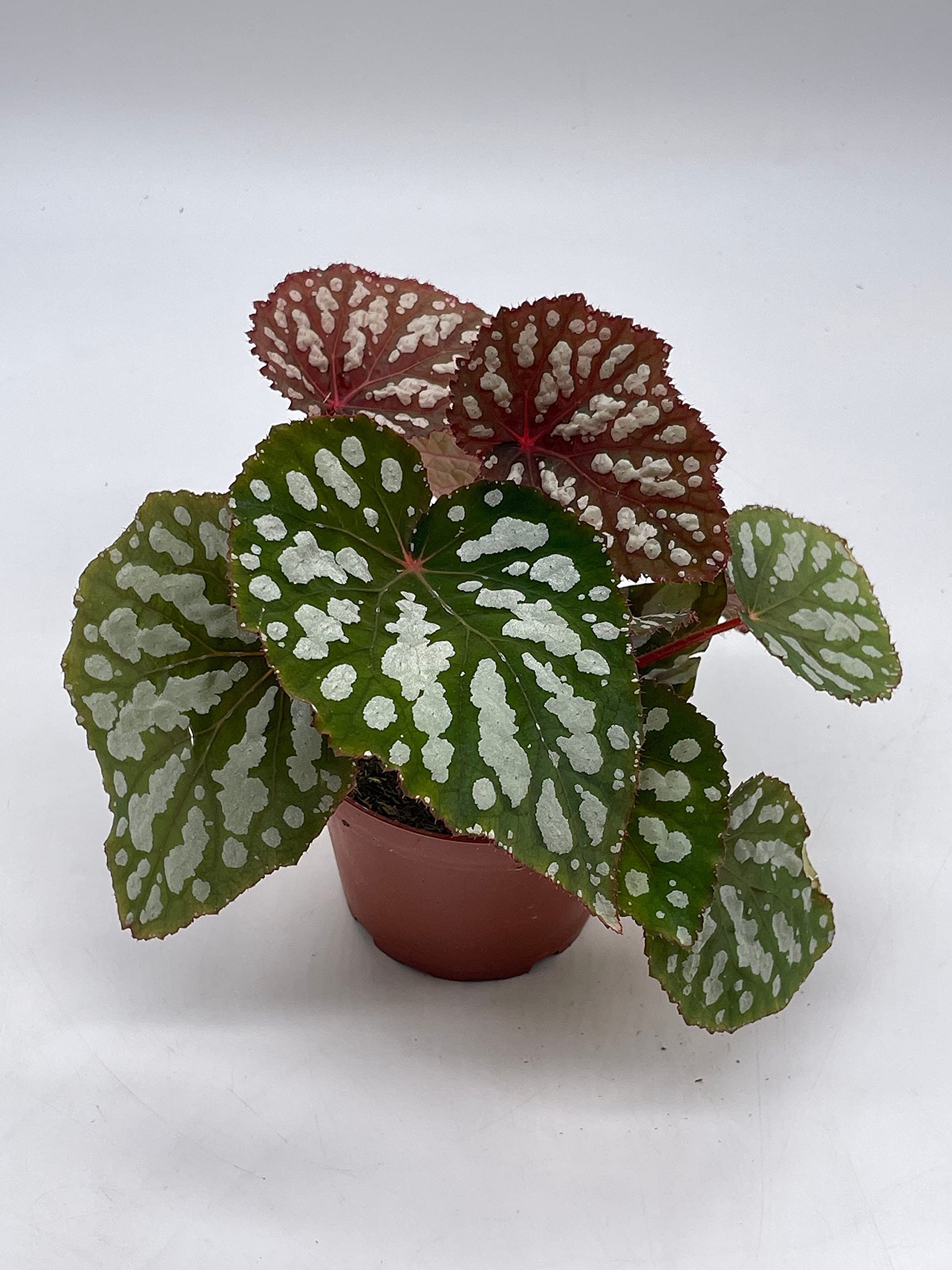 Betsy, Rhizomatous Begonia Rhizo, 4 inch, Rare Blue Iridescent