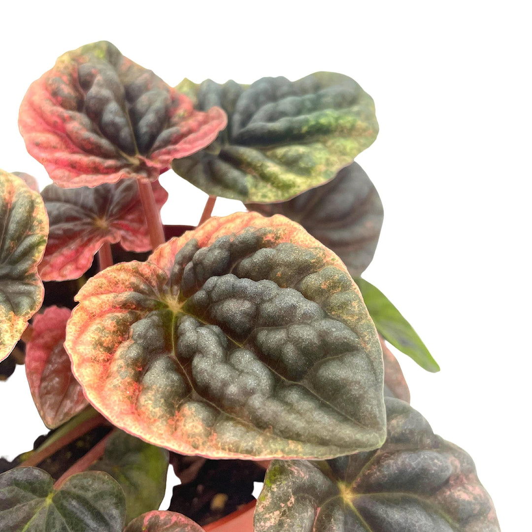 Peperomia Abricos, 4 inch, Rare Pep Caperata, Exotic House Plant