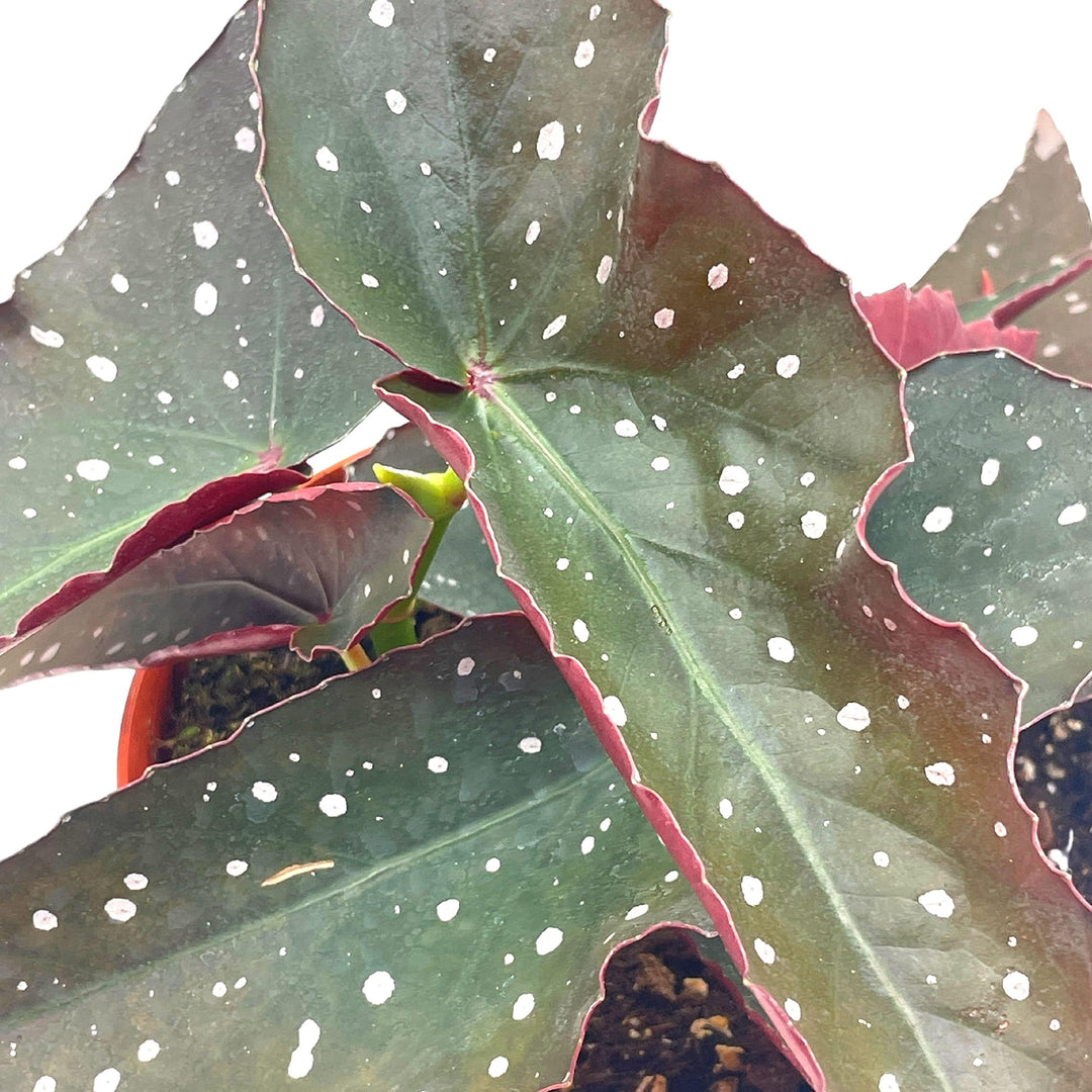 Harmony's Dark Angel, Angel Wings Polka dot Begonia Rex, 6 inch, Very Rare Homegrown Exclusive Unique Variegated Begonia