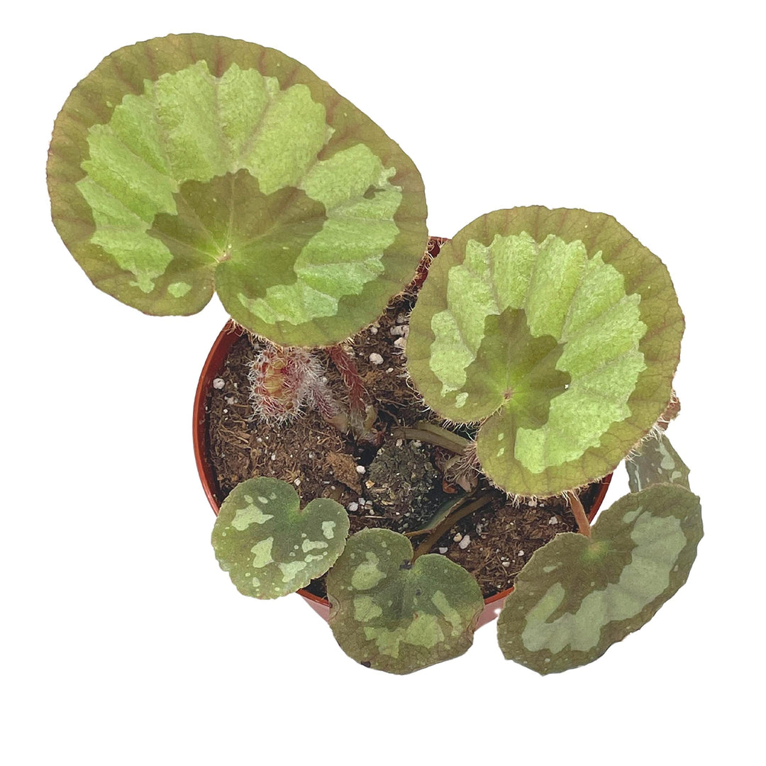 Begonia jingxiensis var maschanica, Rare 4 inch Rhizomatous Begonia Rhizo