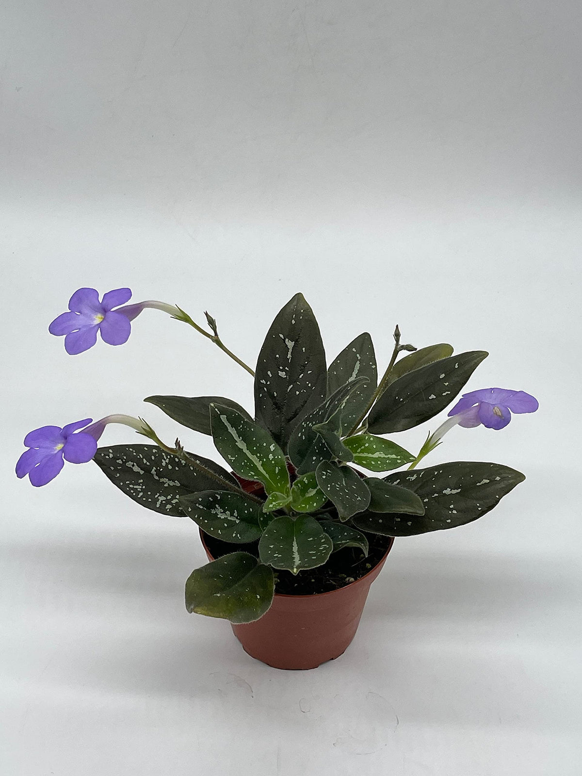 michaelmoelleria vietnamensis, Big Mike, 4 inch, New Genus – Harmony ...